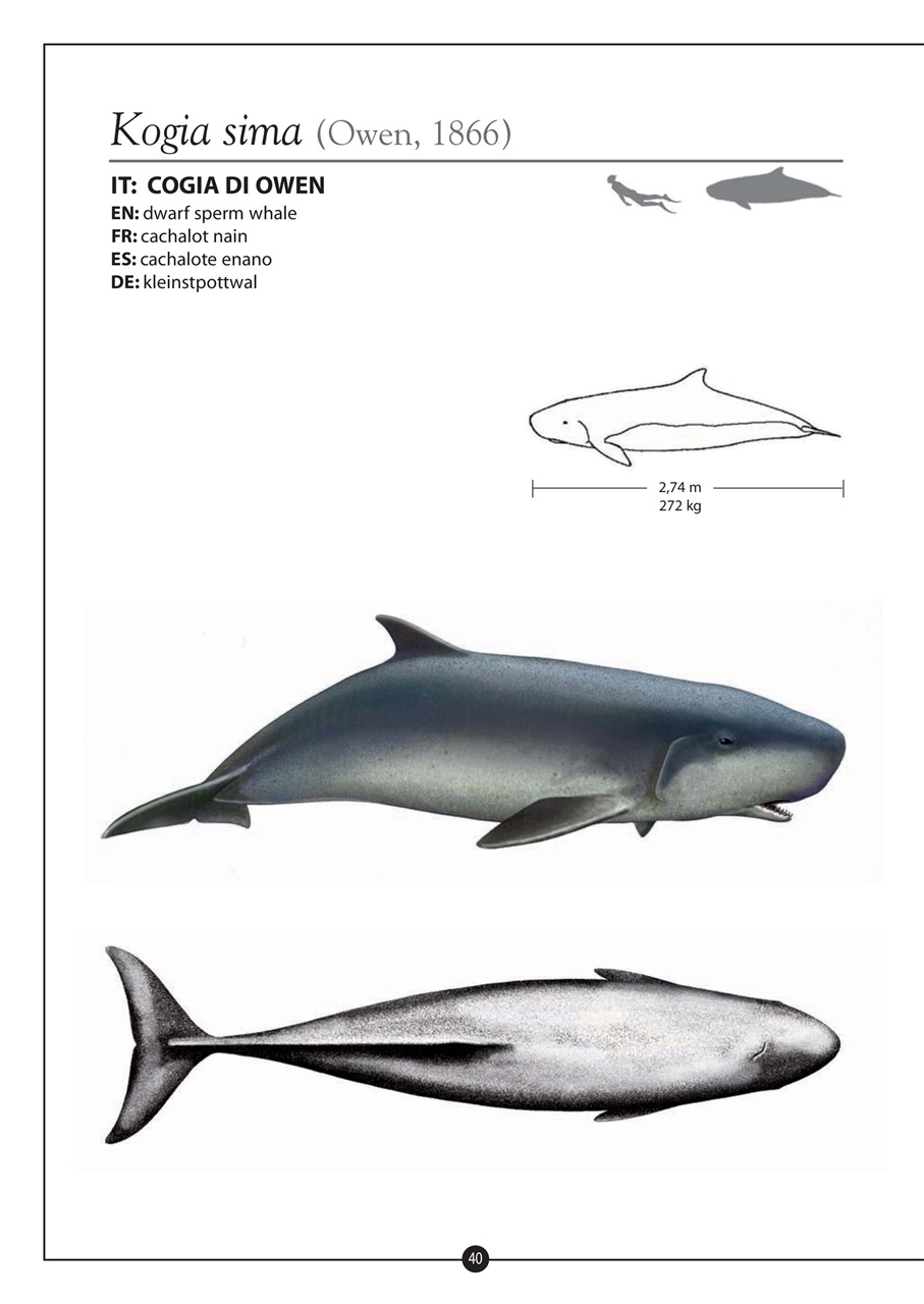 Model Time Preview Pages