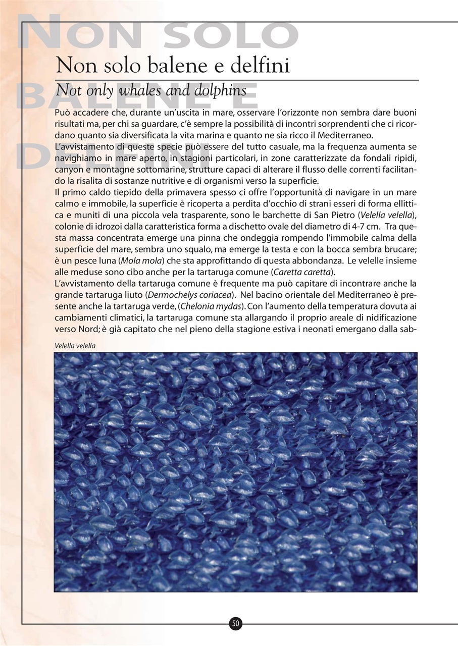 Model Time Preview Pages