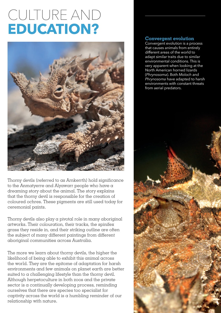 Exotics Keeper Preview Pages