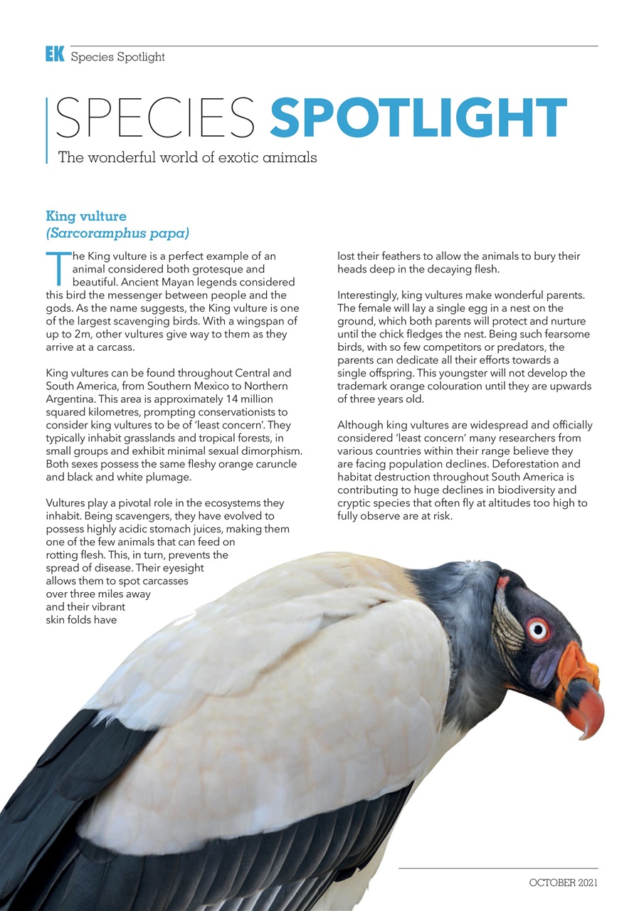 Exotics Keeper Preview Pages