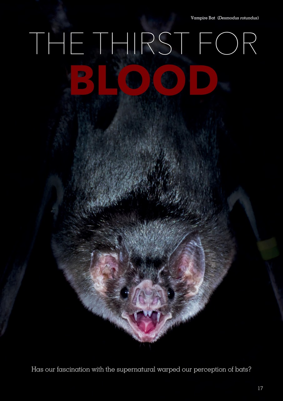 Exotics Keeper Preview Pages