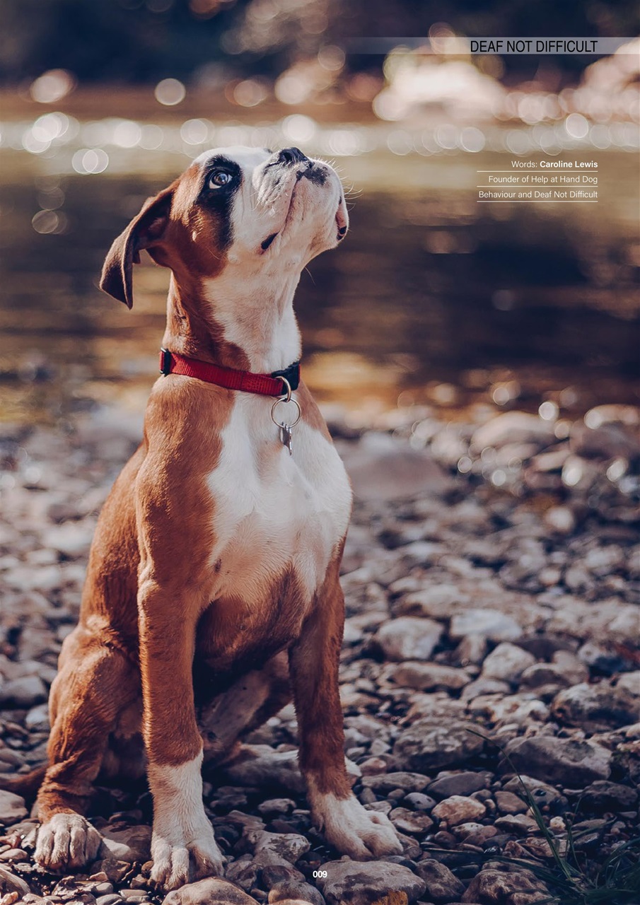 Edition Dog Preview Pages