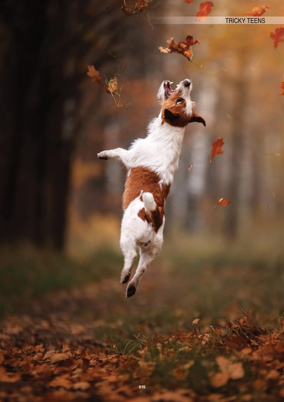 Edition Dog Preview Pages