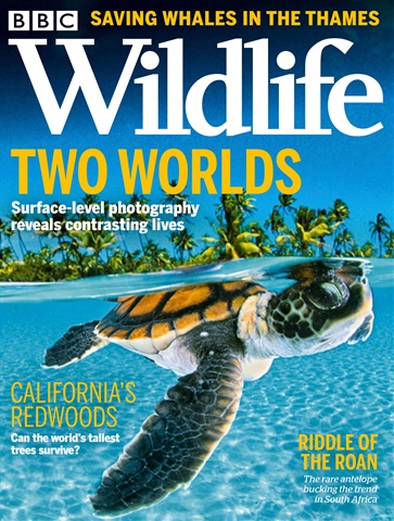 BBC Wildlife Magazine issue Oct-21