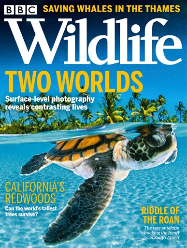 BBC Wildlife Magazine issue 