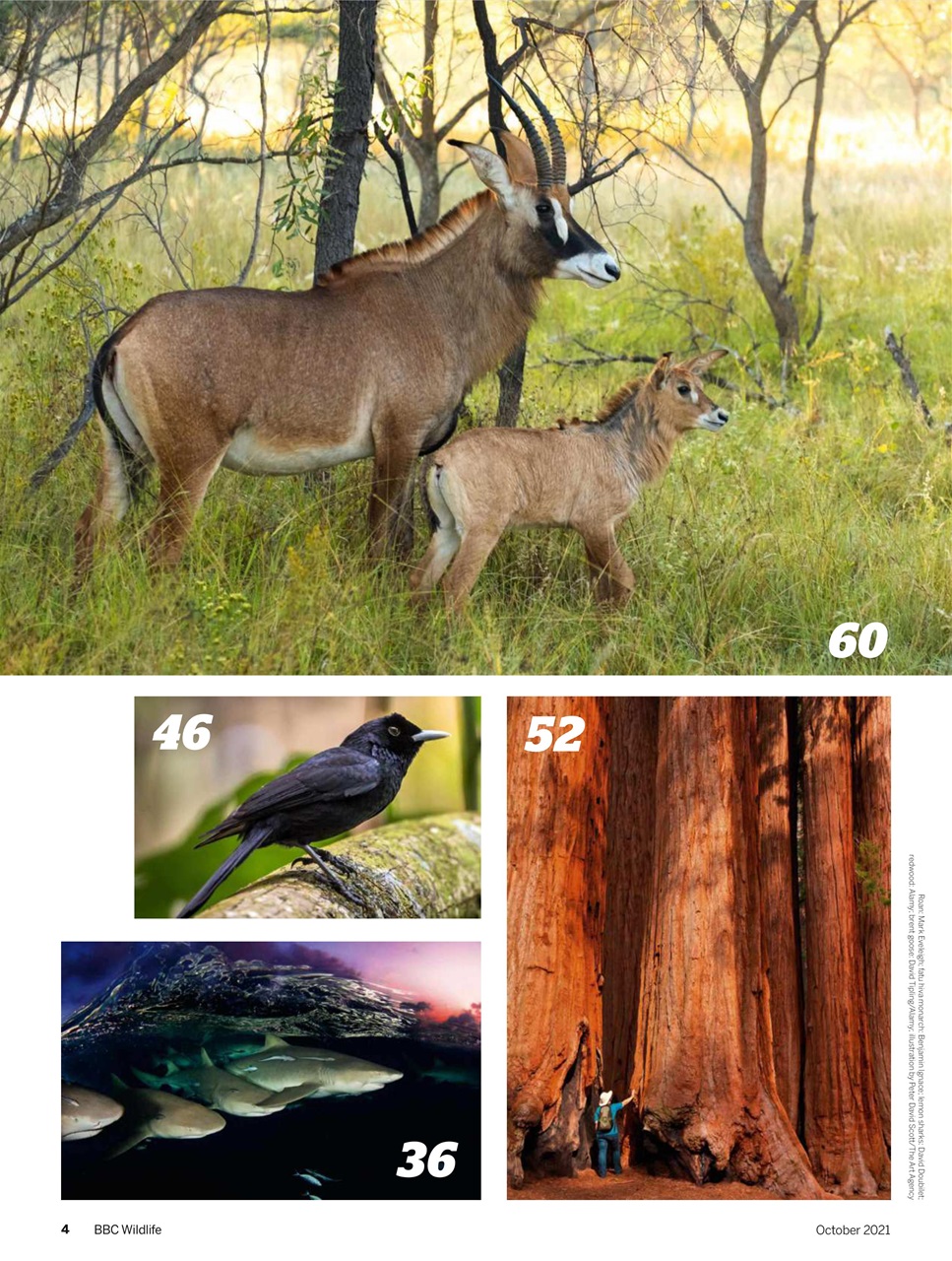 BBC Wildlife Magazine Preview Pages