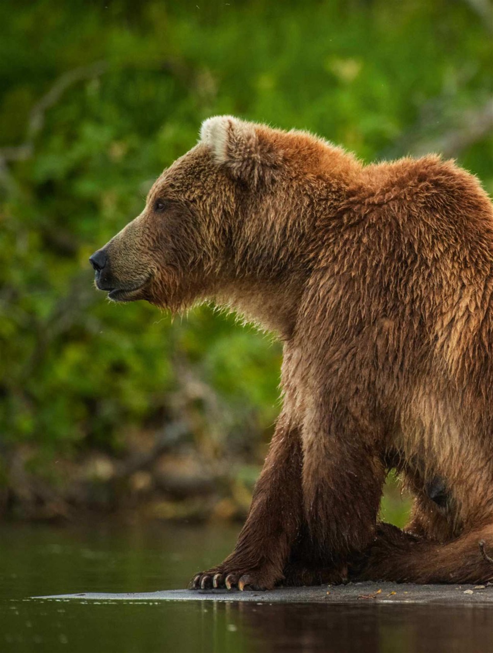 BBC Wildlife Magazine Preview Pages