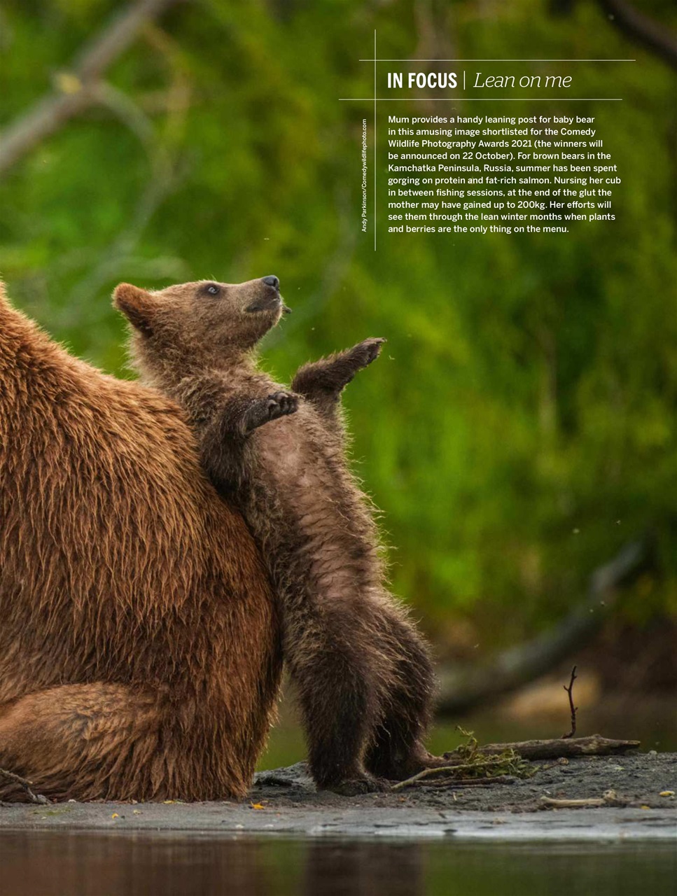 BBC Wildlife Magazine Preview Pages
