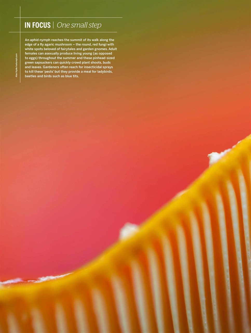 BBC Wildlife Magazine Preview Pages
