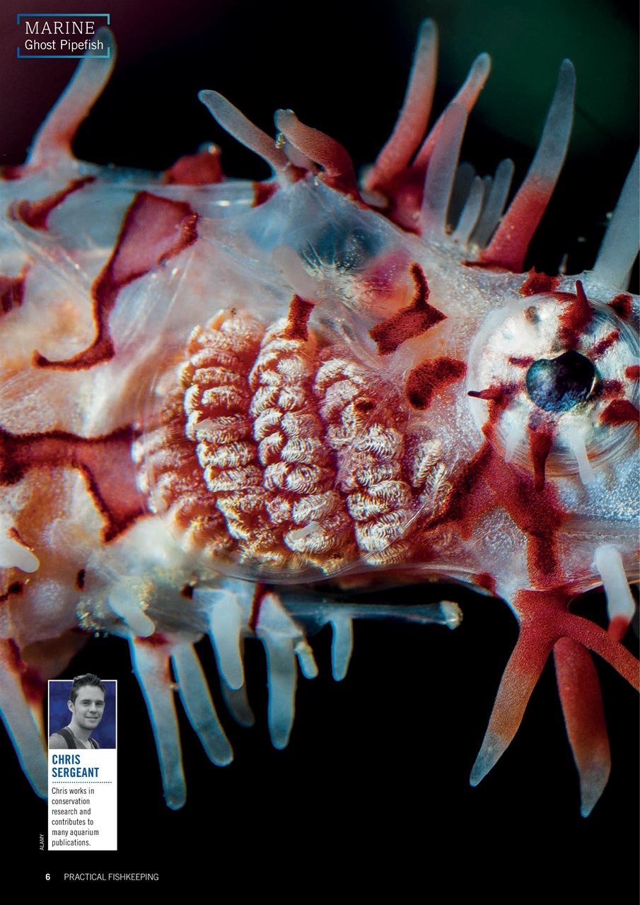 Practical Fishkeeping Preview Pages