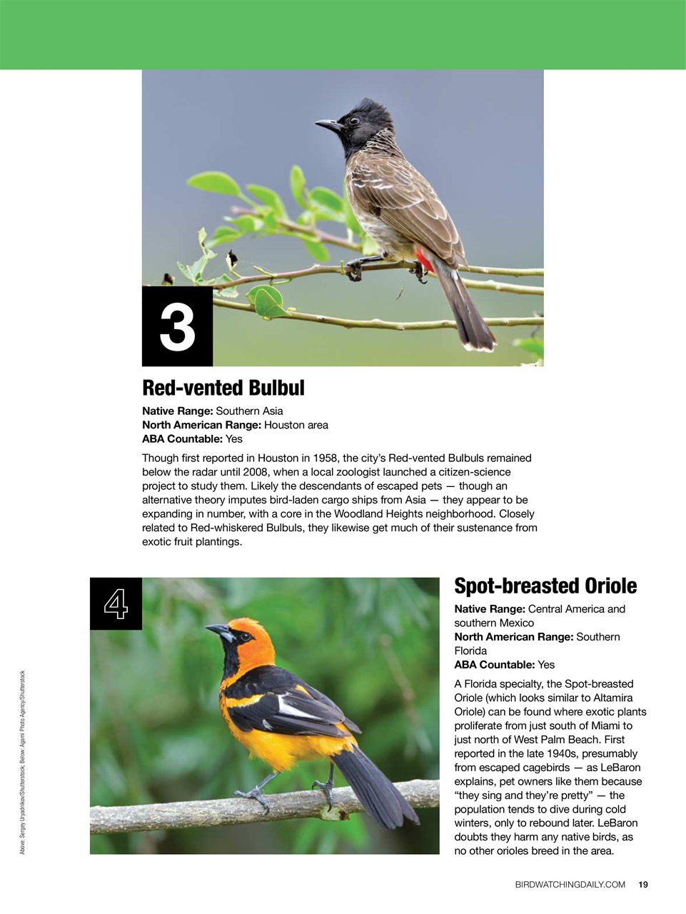 BirdWatching Preview Pages
