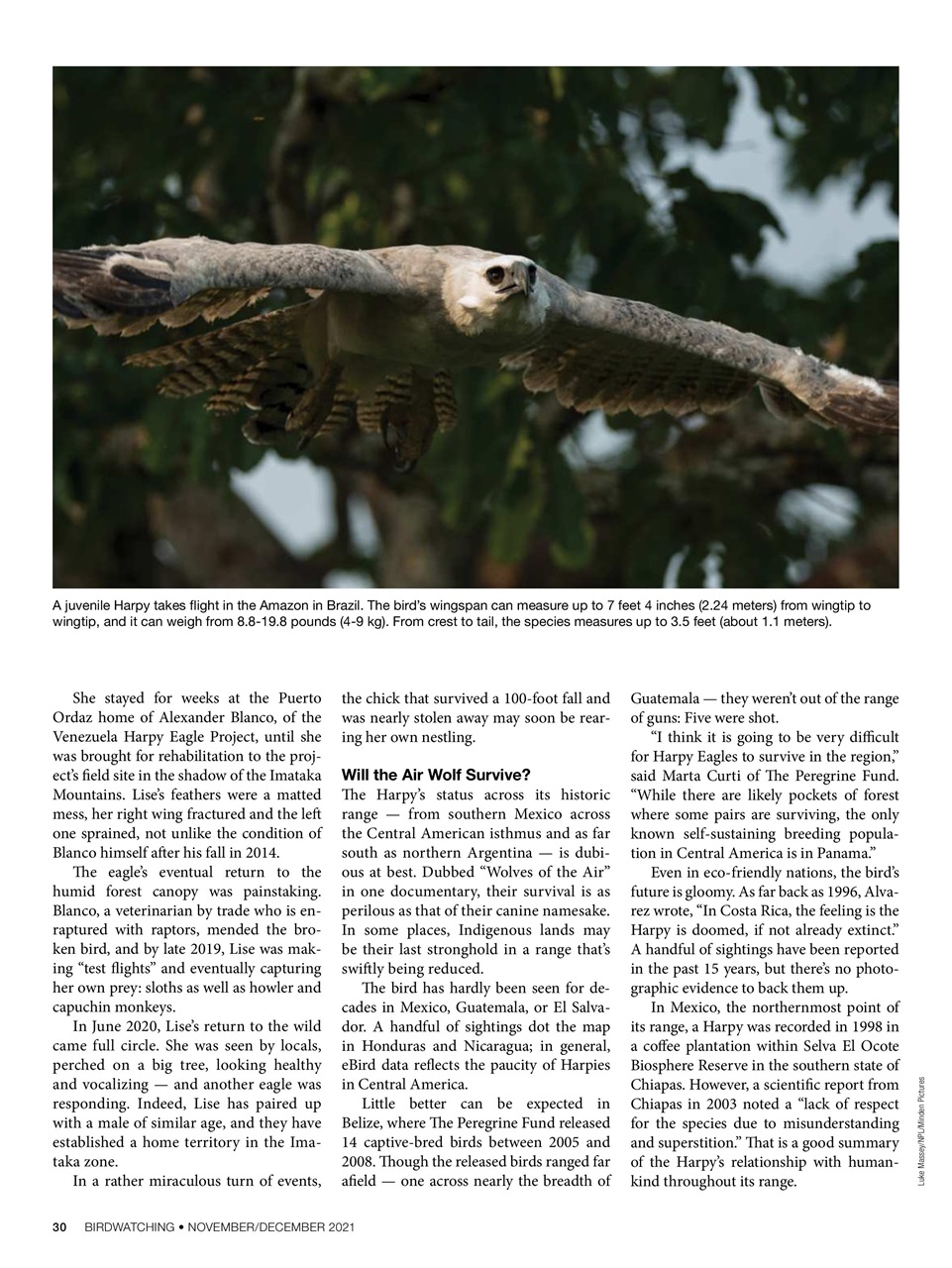 BirdWatching Preview Pages