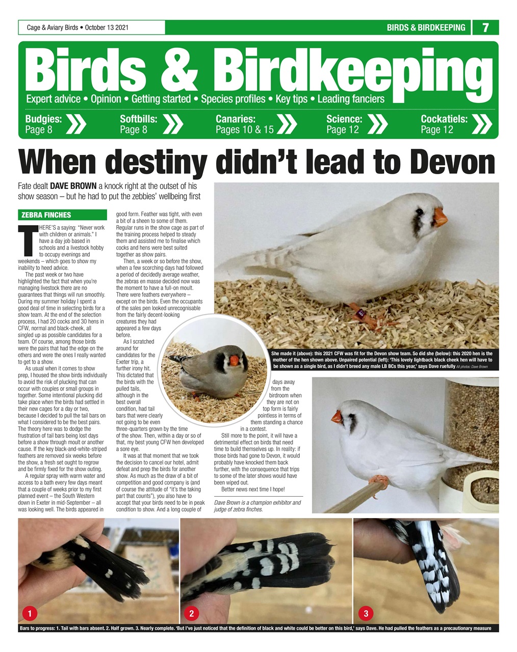 Cage & Aviary Birds Preview Pages