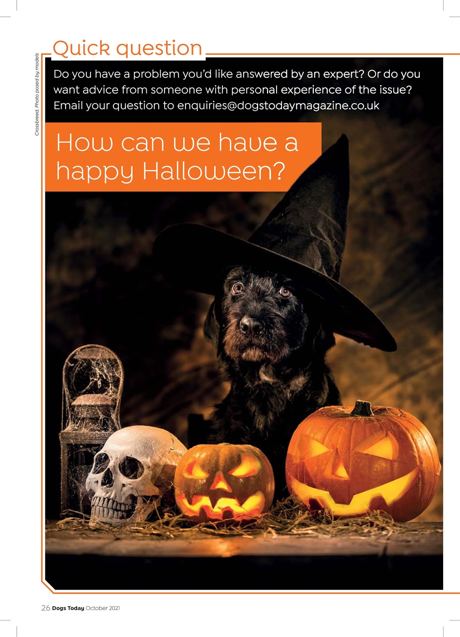 Dogs Today Magazine Preview Pages