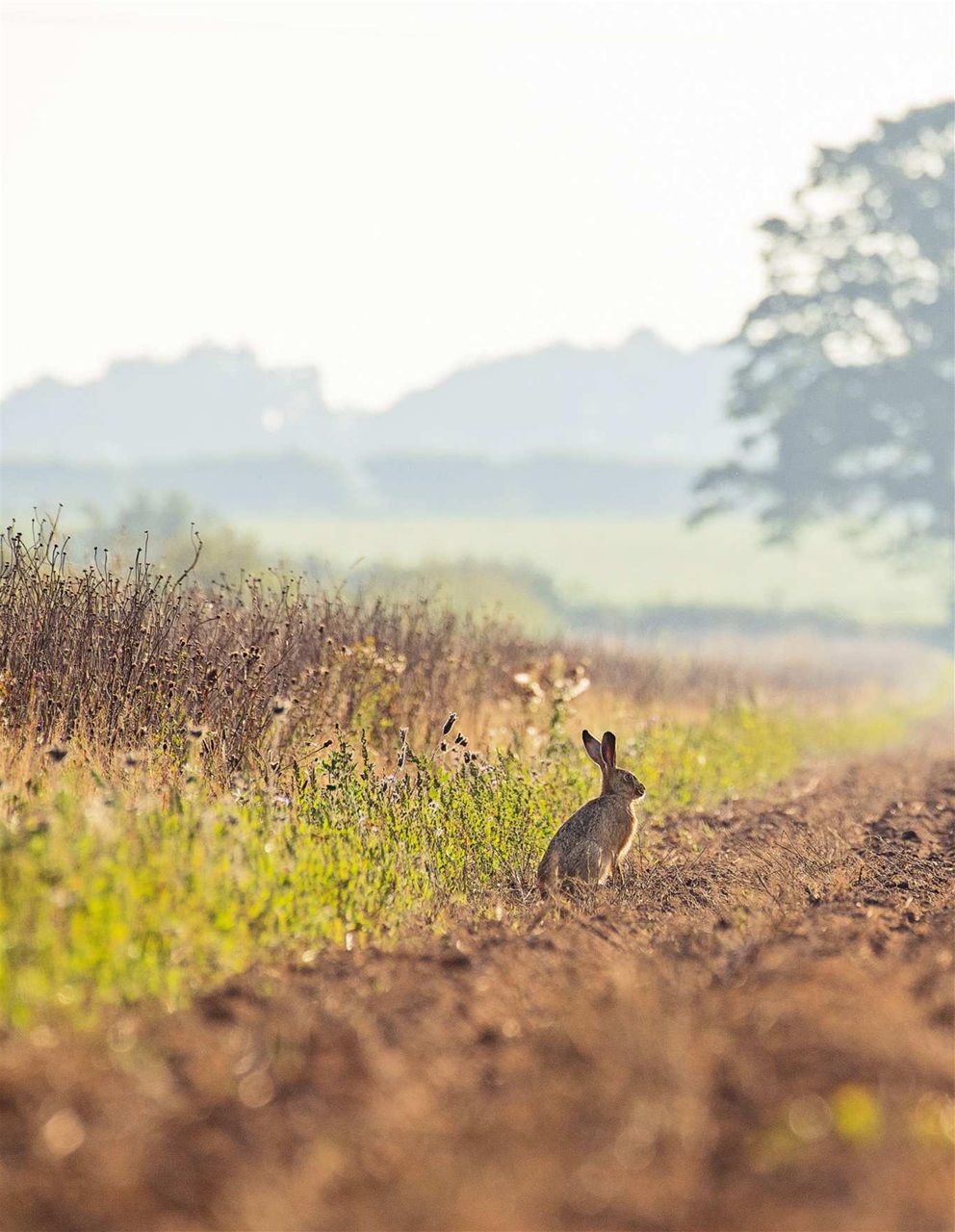 Field Sports Bookazine Preview Pages