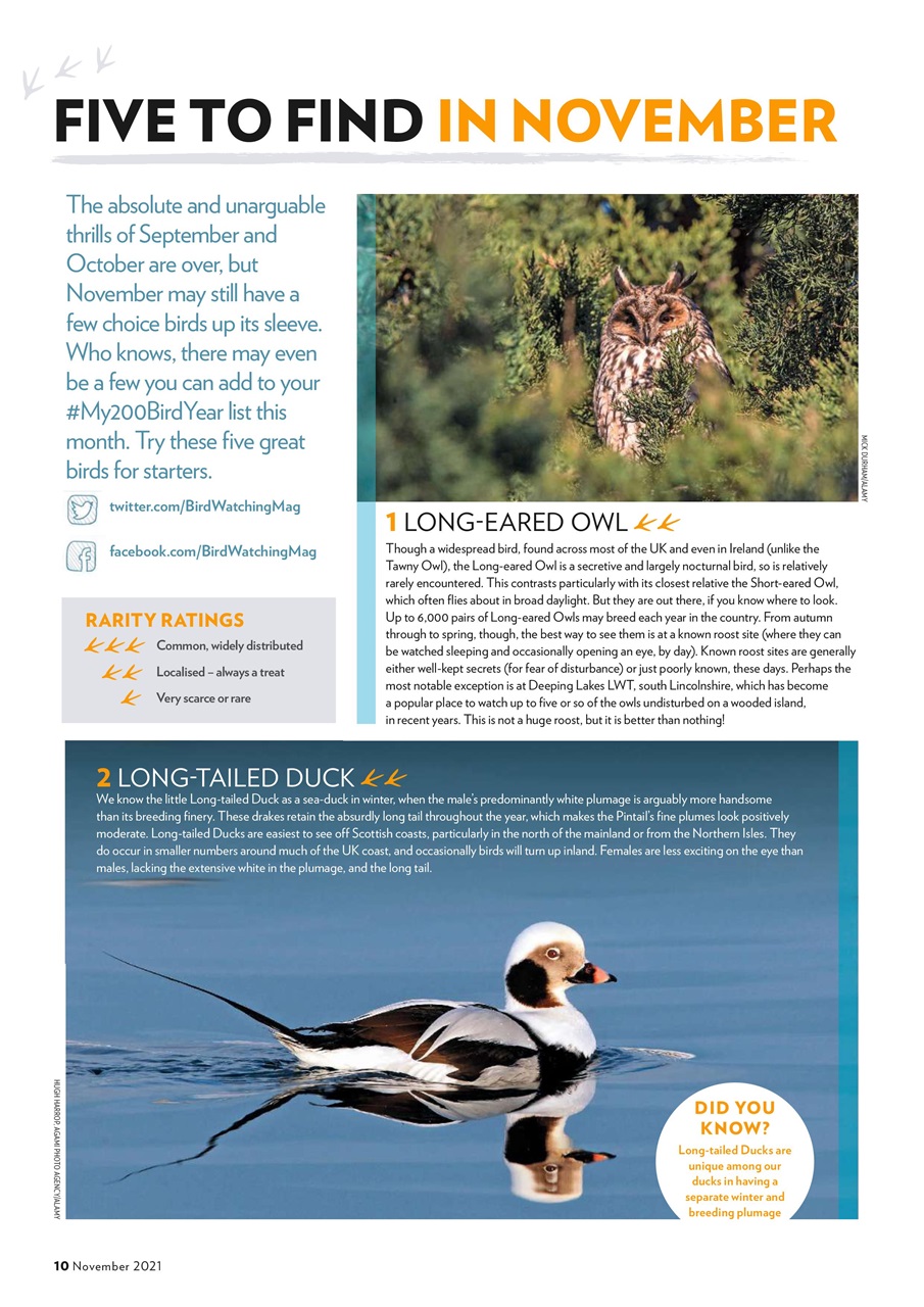 Bird Watching Preview Pages