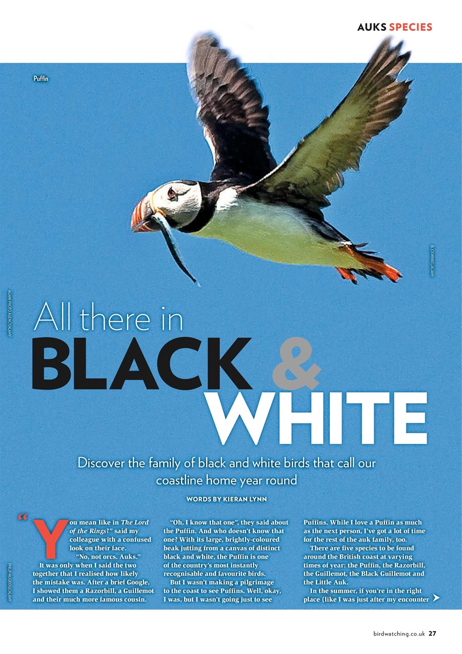 Bird Watching Preview Pages