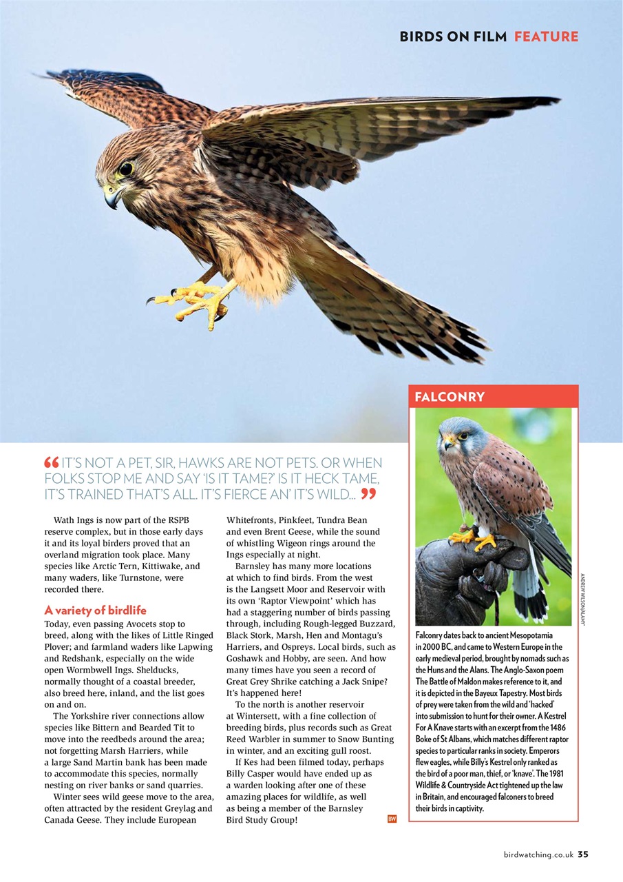 Bird Watching Preview Pages