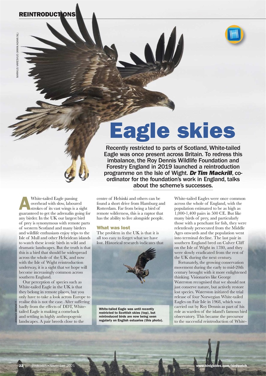 Birdwatch Magazine Preview Pages
