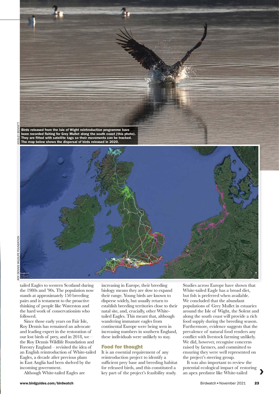 Birdwatch Magazine Preview Pages