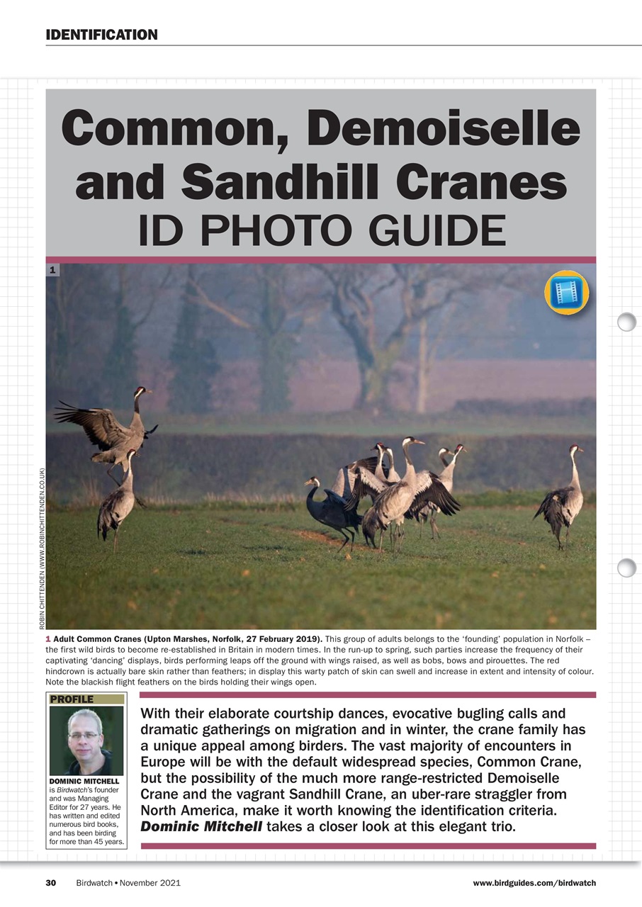 Birdwatch Magazine Preview Pages
