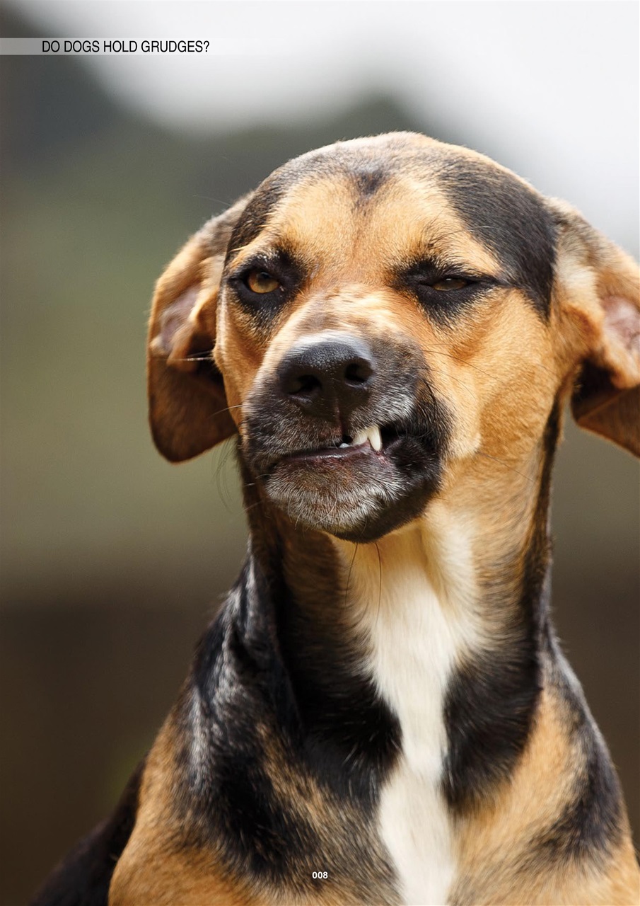 Edition Dog Preview Pages