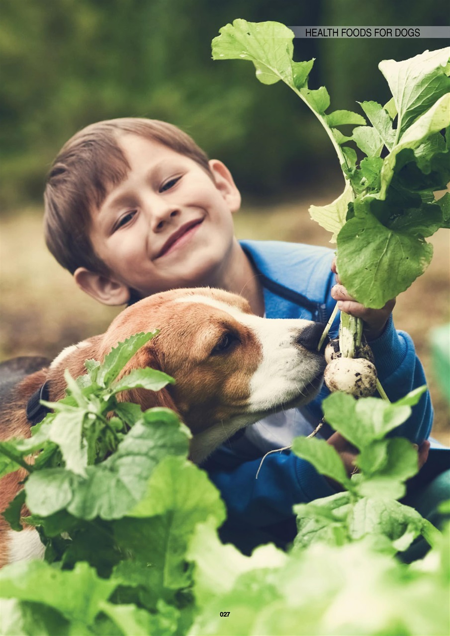 Edition Dog Preview Pages