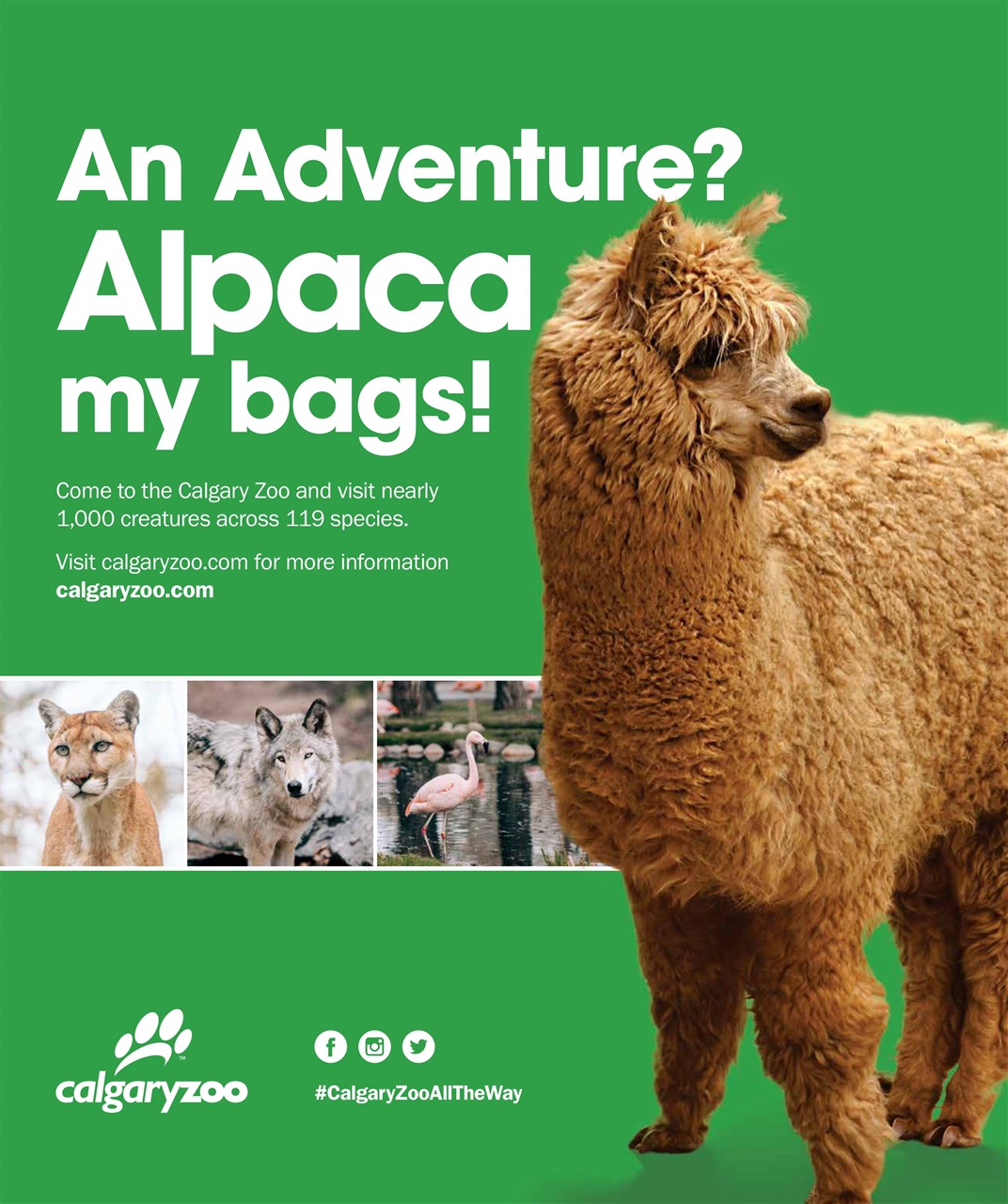 Avenue Calgary Preview Pages