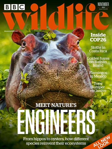 BBC Wildlife Magazine issue 