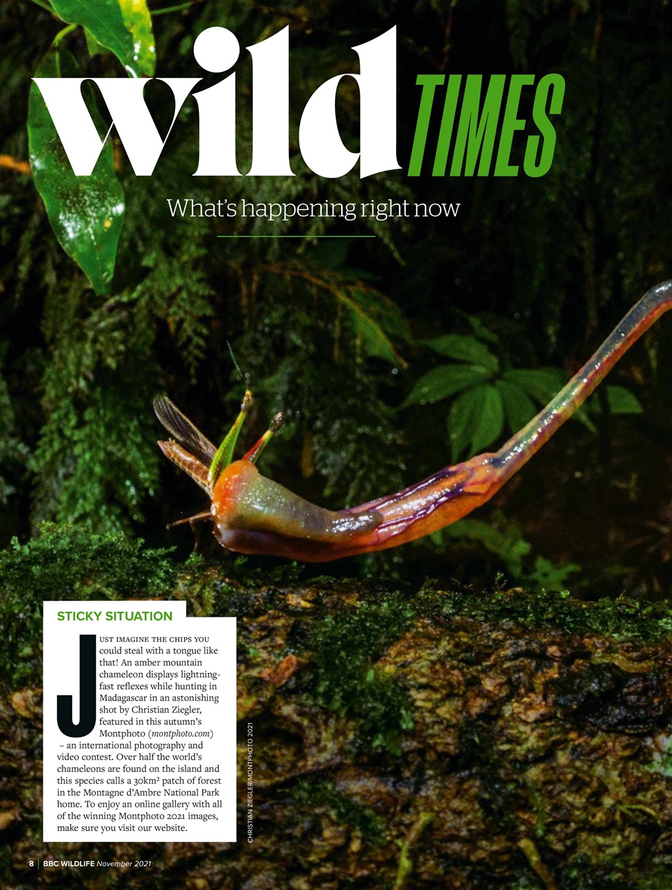 BBC Wildlife Magazine Preview Pages