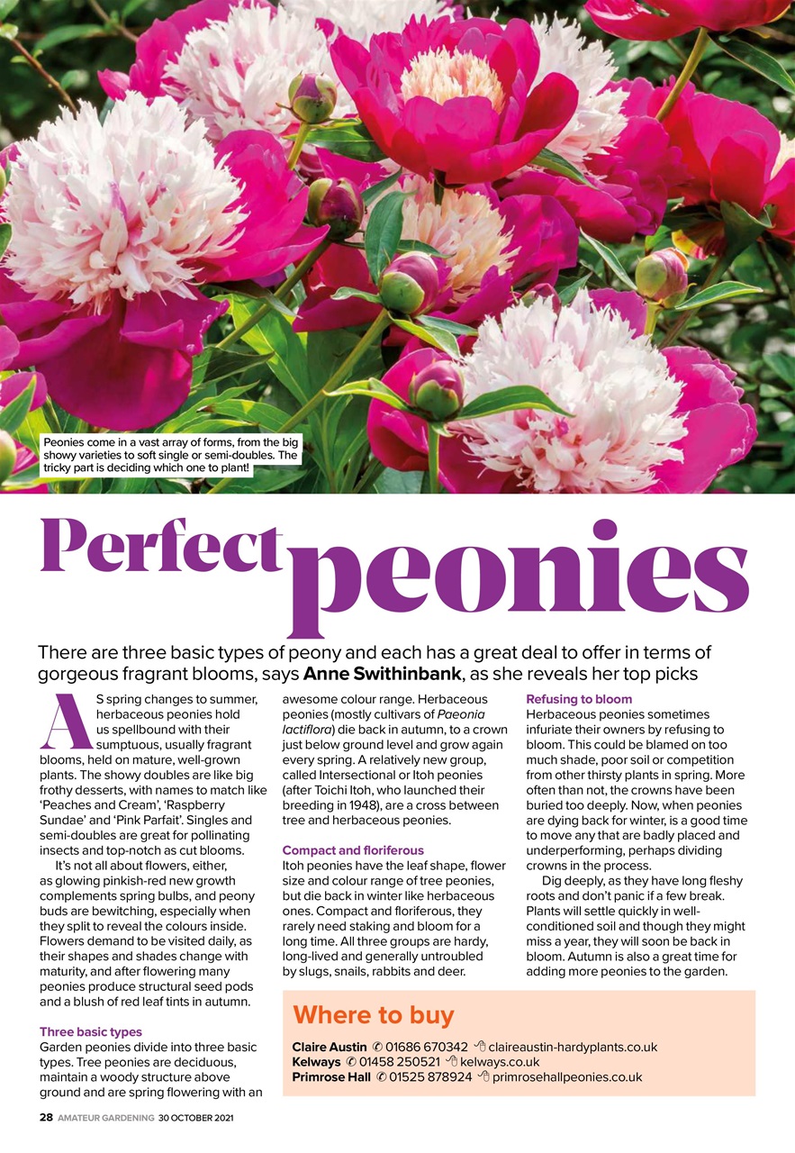 Amateur Gardening Preview Pages