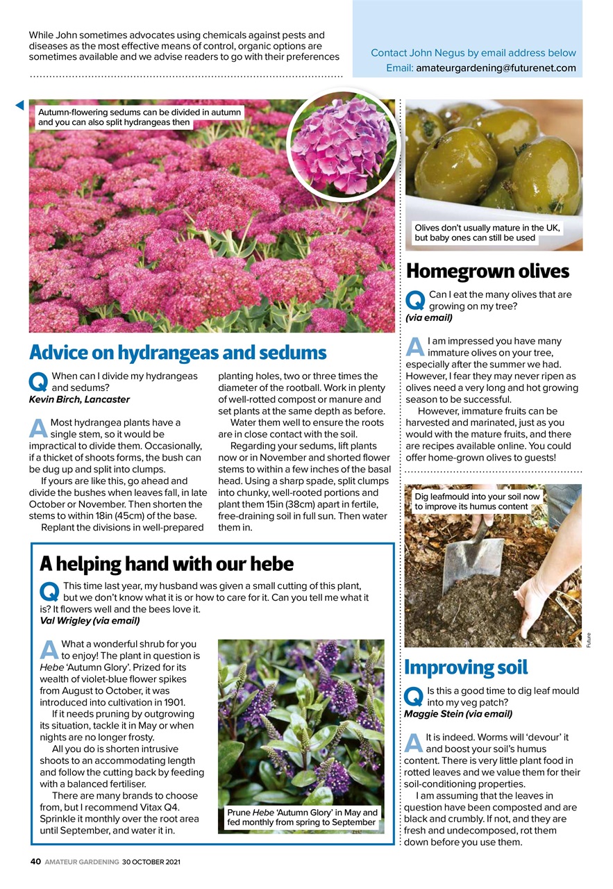 Amateur Gardening Preview Pages