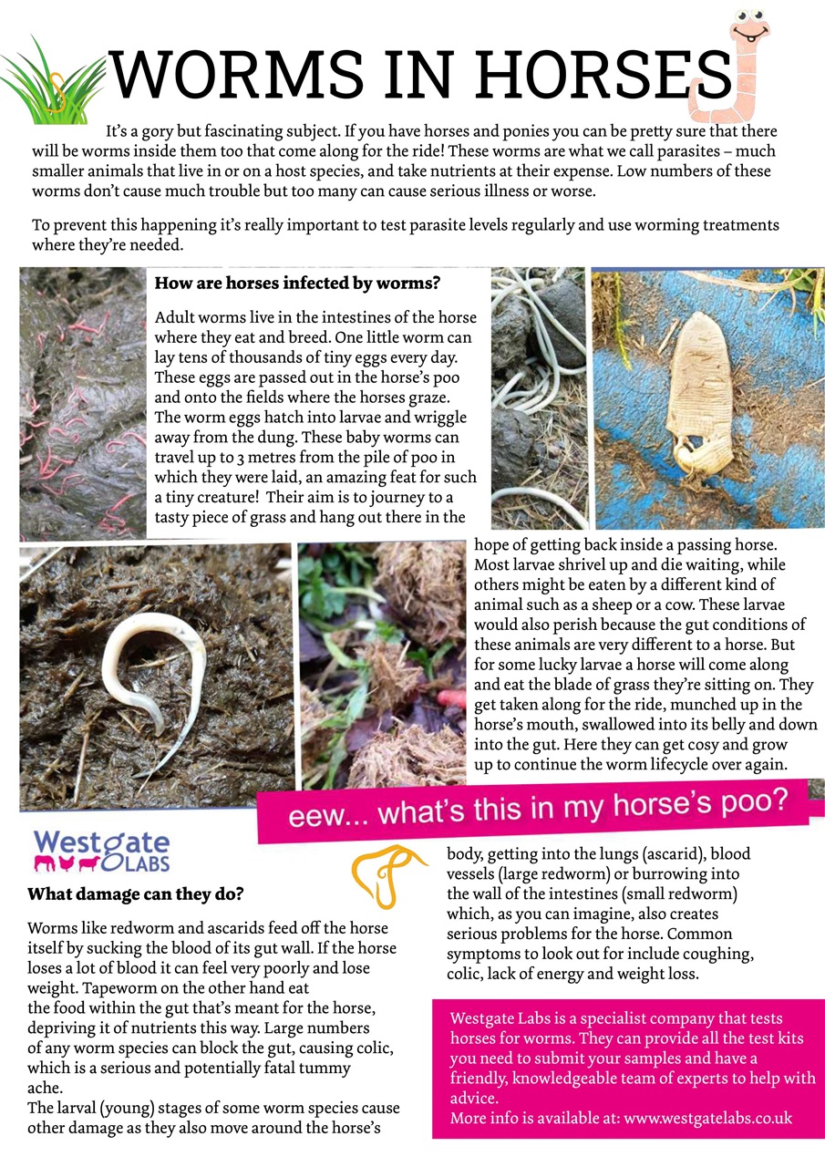 Boys Ride Too Preview Pages