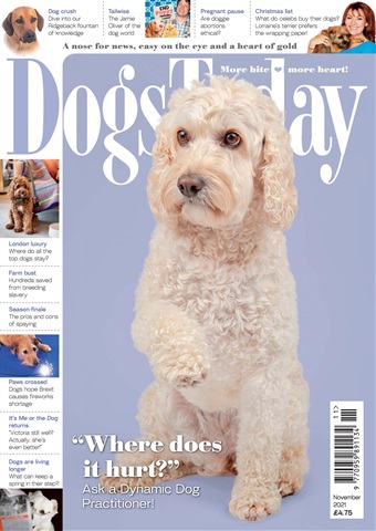 Dogs Today Magazine issue November 2021