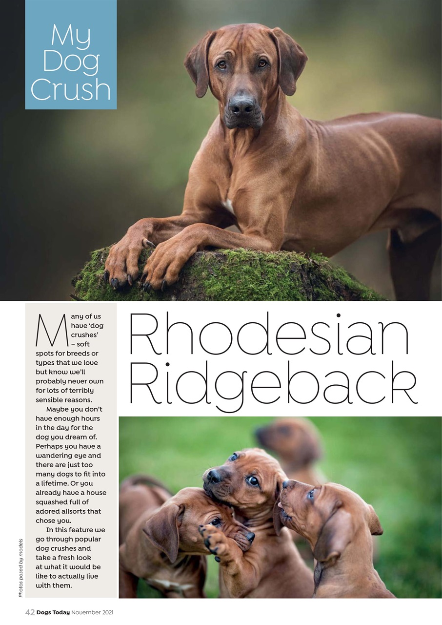 Dogs Today Magazine Preview Pages