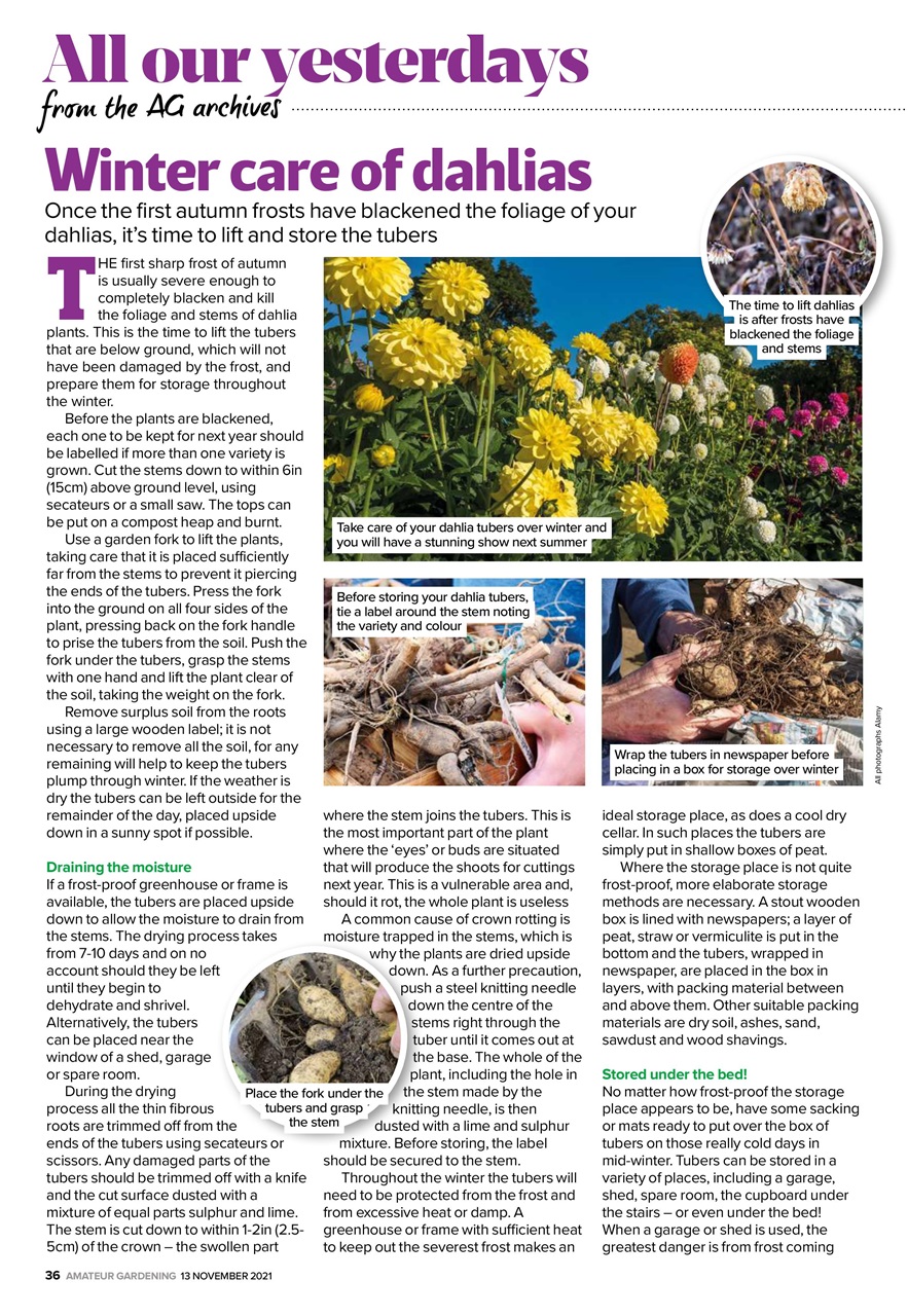 Amateur Gardening Preview Pages