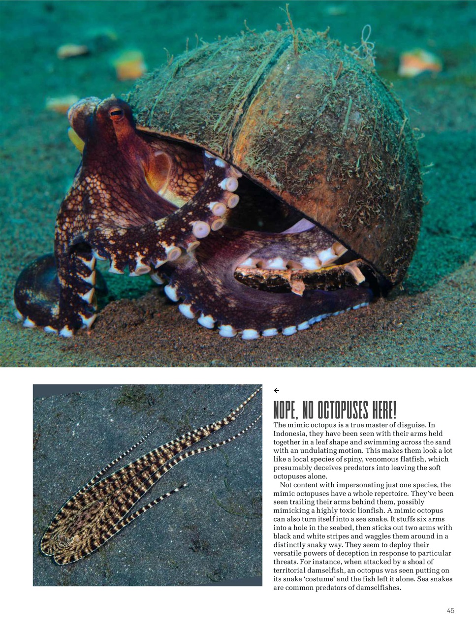 BBC Science Focus Magazine Preview Pages