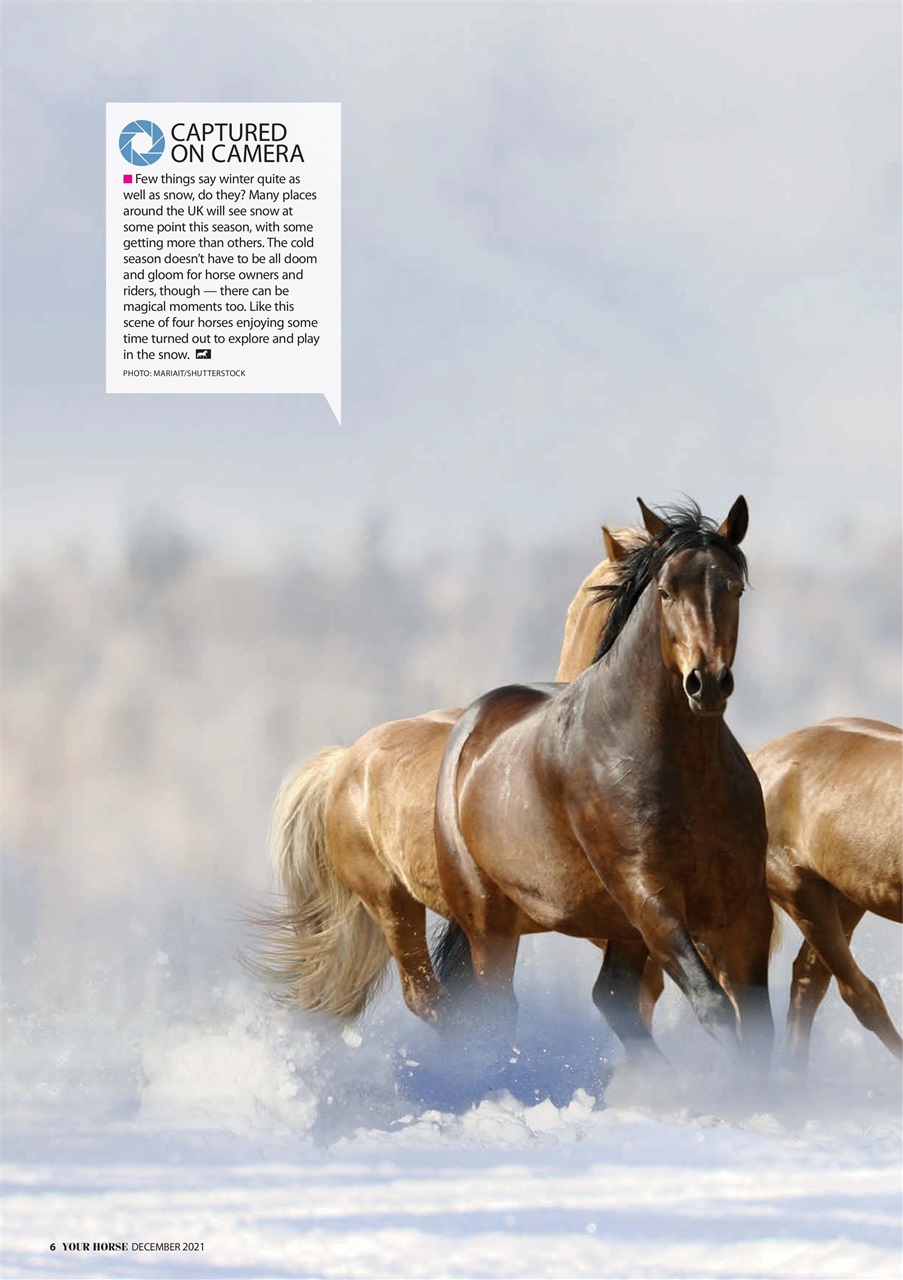 Your Horse Preview Pages