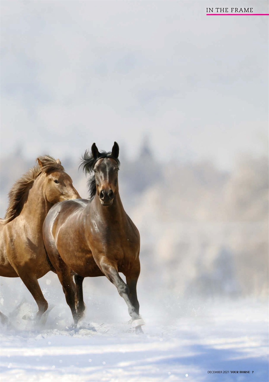 Your Horse Preview Pages