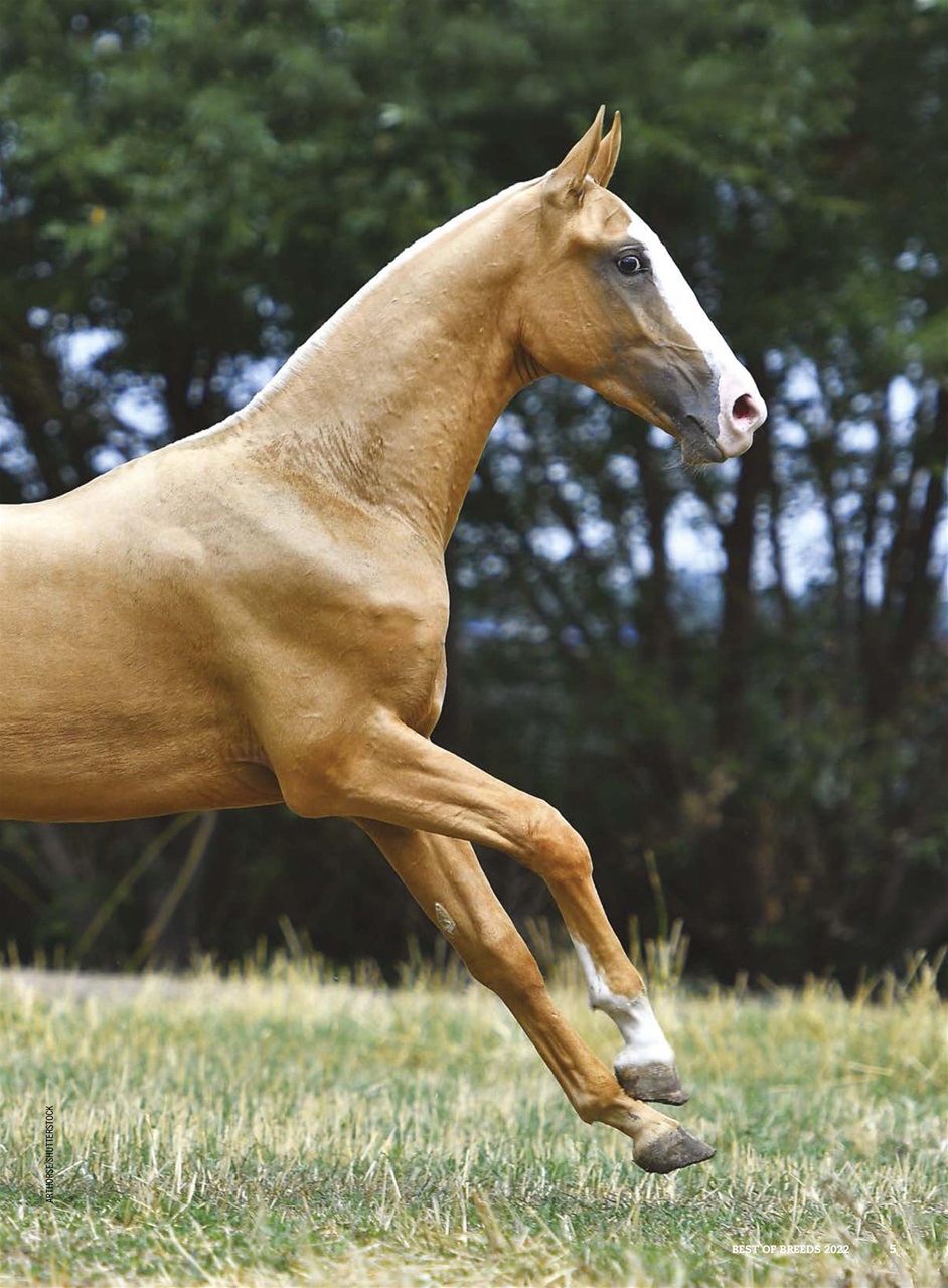 Horse Illustrated Magazine Preview Pages