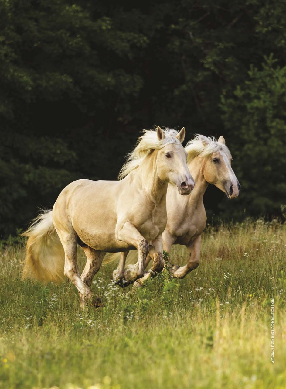 Horse Illustrated Magazine Preview Pages