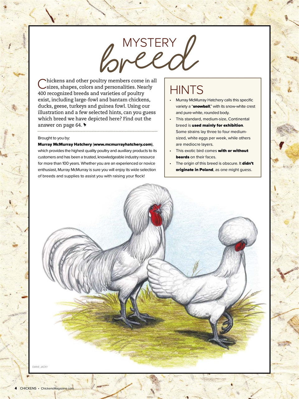 Chickens Magazine Preview Pages