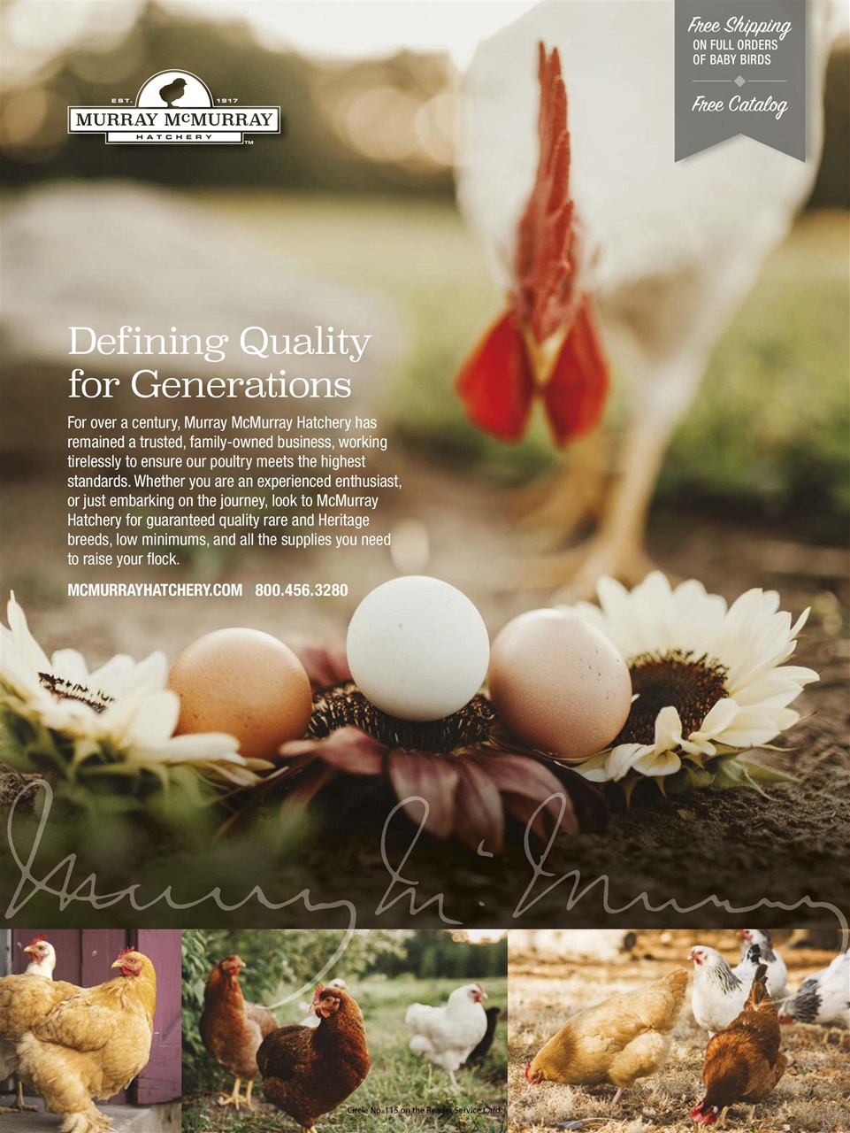 Chickens Magazine Preview Pages