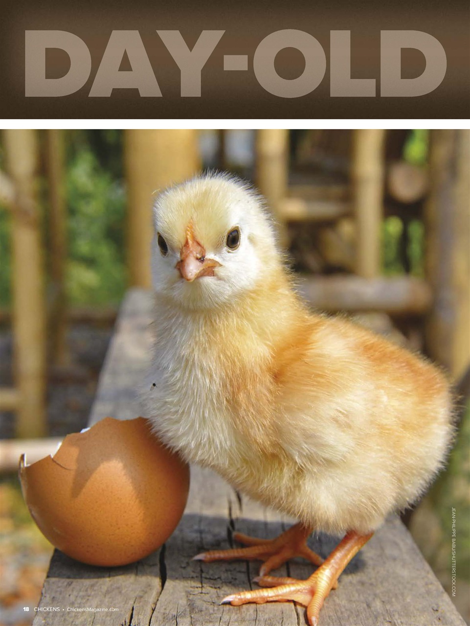 Chickens Magazine Preview Pages