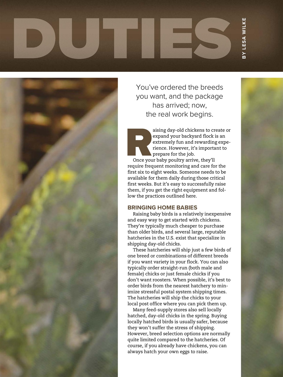 Chickens Magazine Preview Pages