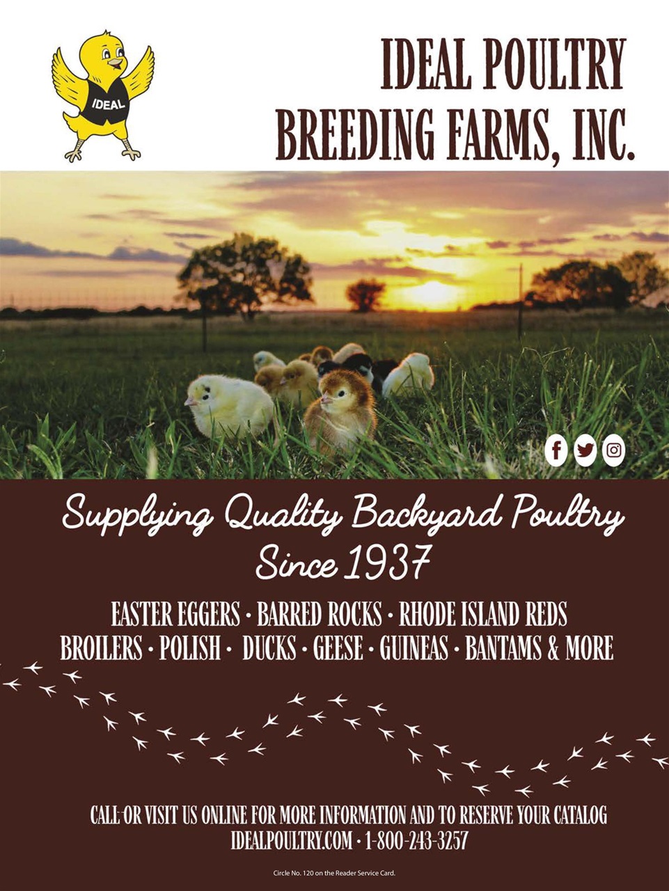 Chickens Magazine Preview Pages