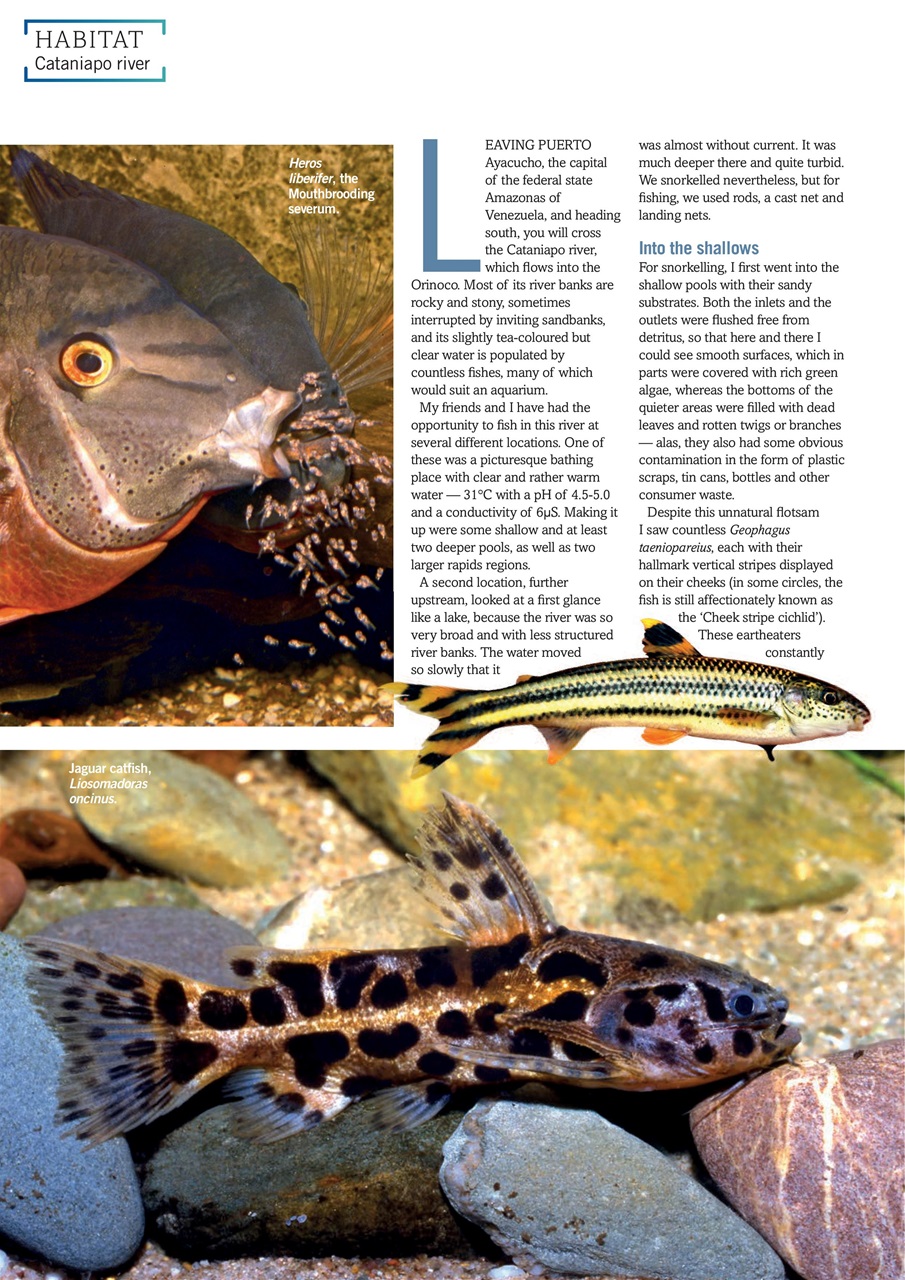 Practical Fishkeeping Preview Pages