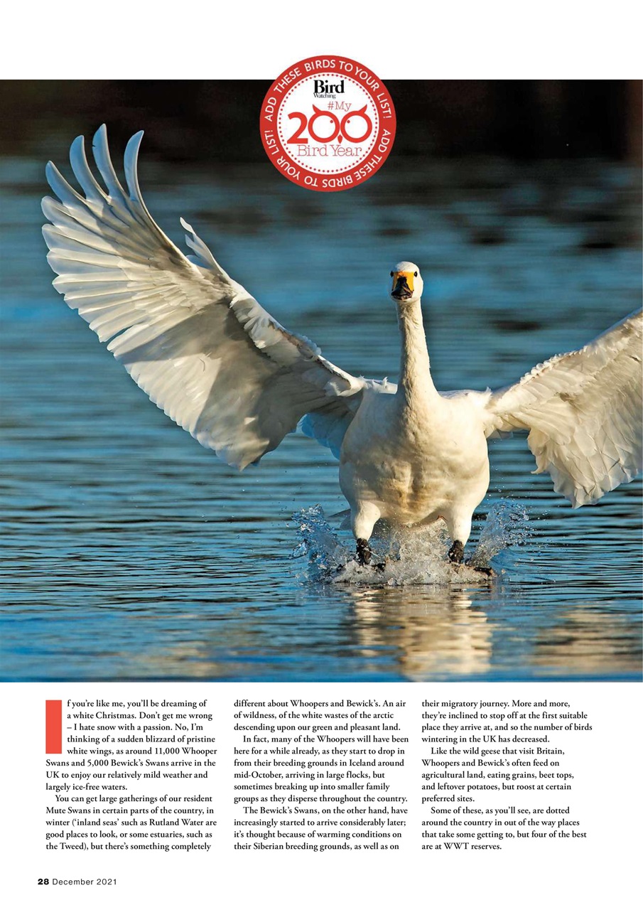 Bird Watching Preview Pages