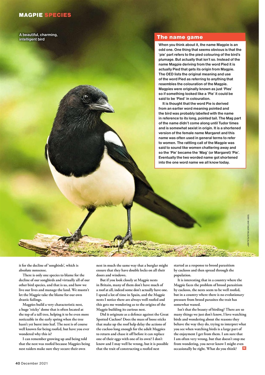 Bird Watching Preview Pages