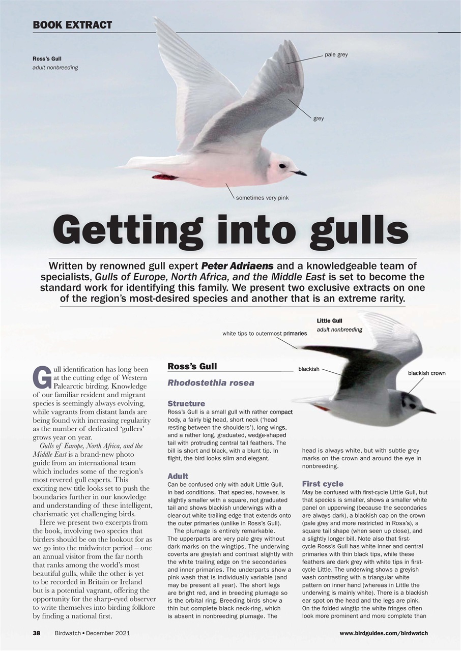Birdwatch Magazine Preview Pages